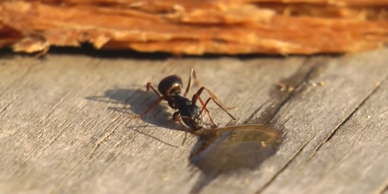 Ένα μυρμήγκι πίνει βότκα, δείτε πως αντέδρασε!