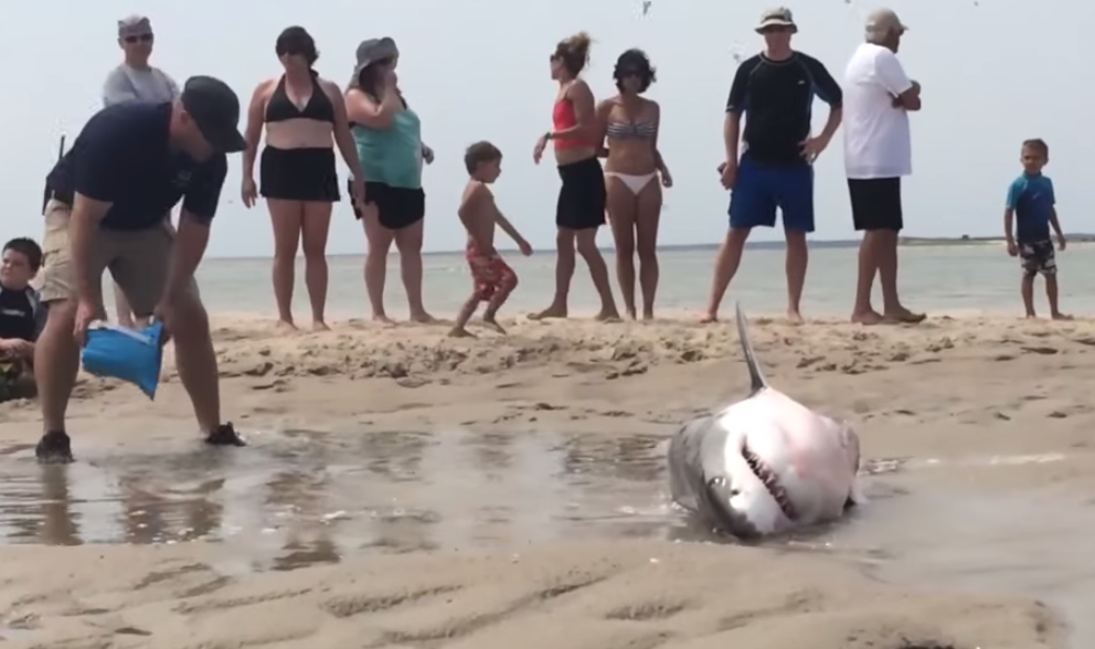 Βοστώνη: Ένας καρχαρίας βγήκε στη στεριά!