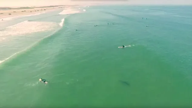 Κάνοντας σερφ παρέα με τον πιο επικίνδυνο καρχαρία! (video)