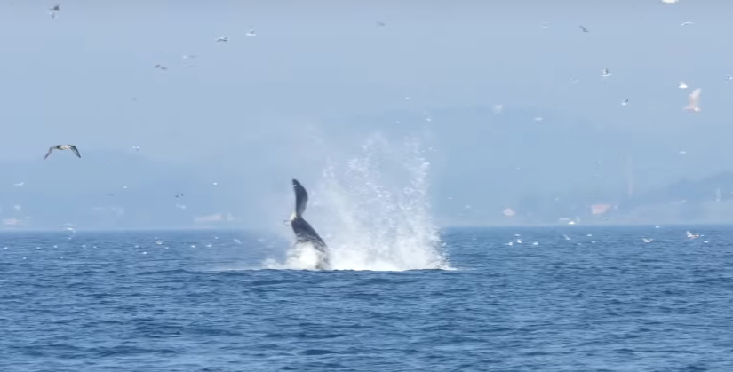 Μια φάλαινα εκτοξεύει έναν γλάρο 20 μέτρα μακριά!