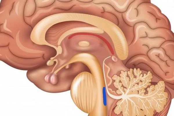 Στην εικόνα, με μπλε χρώμα, βλέπετε το σημείο coeruleus στον εγκέφαλο, που πλήττεται πρώτο από τη νόσο του Αλτσχάιμερ