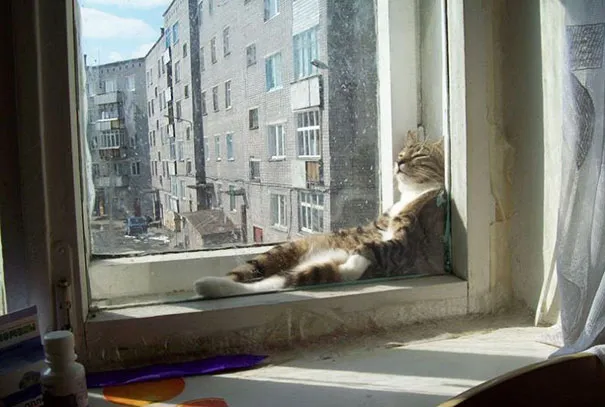 Απίστευτες γάτες που απλά λατρεύουν τον ήλιο και τη ζέστη!