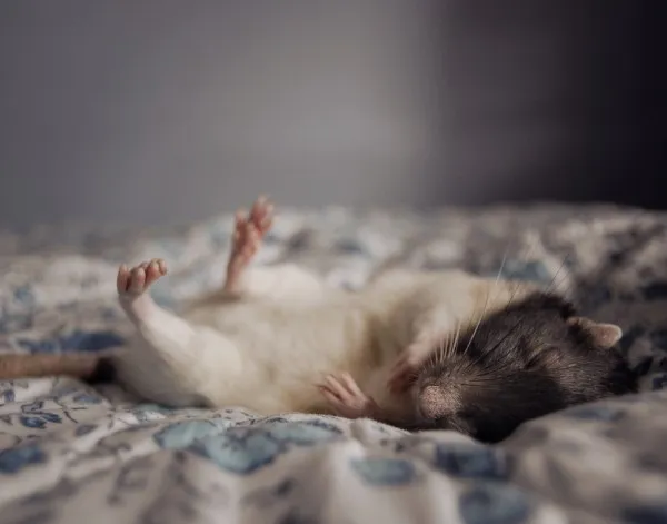 Έρευνα: Τα ποντίκια όταν ονειρεύονται βλέπουν το μέλλον τους!