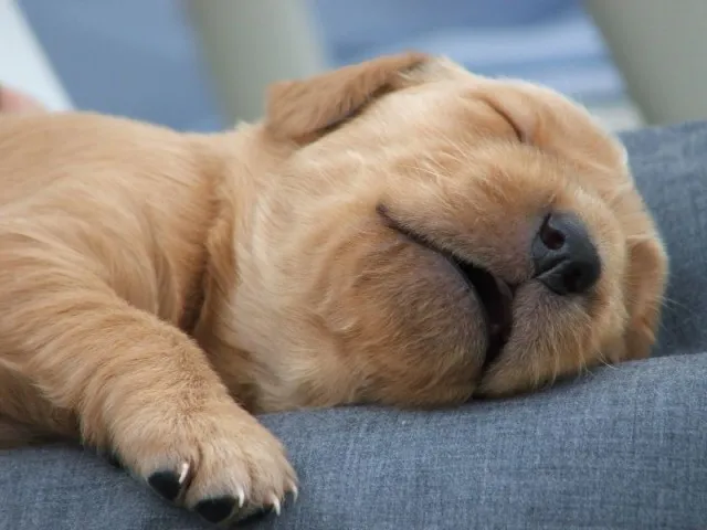 sleeping-pup