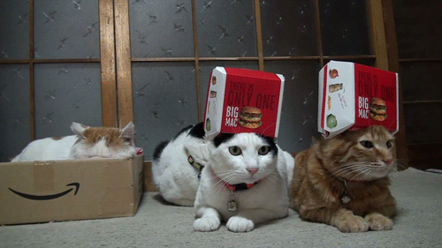 Two-Cat-Big-Mac