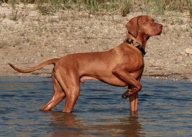 vizsla-dog-playing-in-water