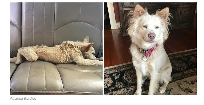 Αδέσποτοι σκύλοι πριν και μετά τη διάσωση τους που θα σε γεμίσουν ελπίδα!