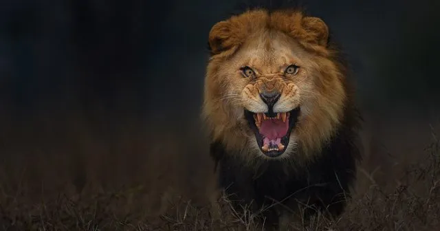 animal-photography-angry-charging-lion-atif-saeed-pakistan-fb__700