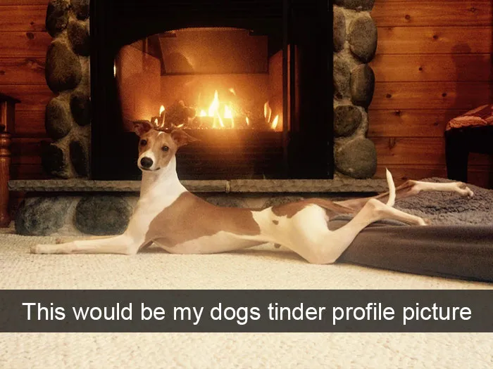 10 ξεκαρδιστικά snapchats με σκύλους που ΣΙΓΟΥΡΑ θα σε κάνουν να γελάσεις!