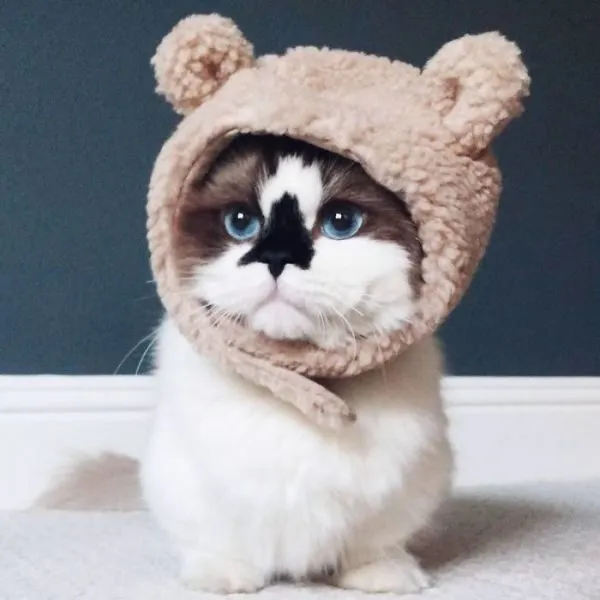 Meet-albertbabycat-An-Instagram-famous-munchkin-cat-who-currently-has-almost-450000-followers-5857b1db70cc2__700