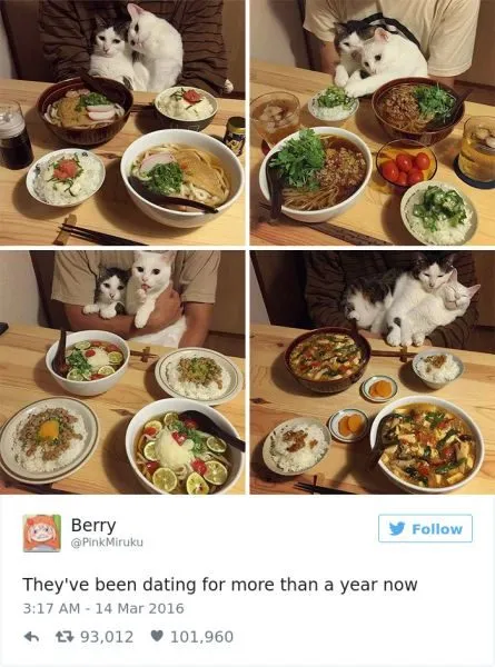 funniest-cat-tweets-2016-1