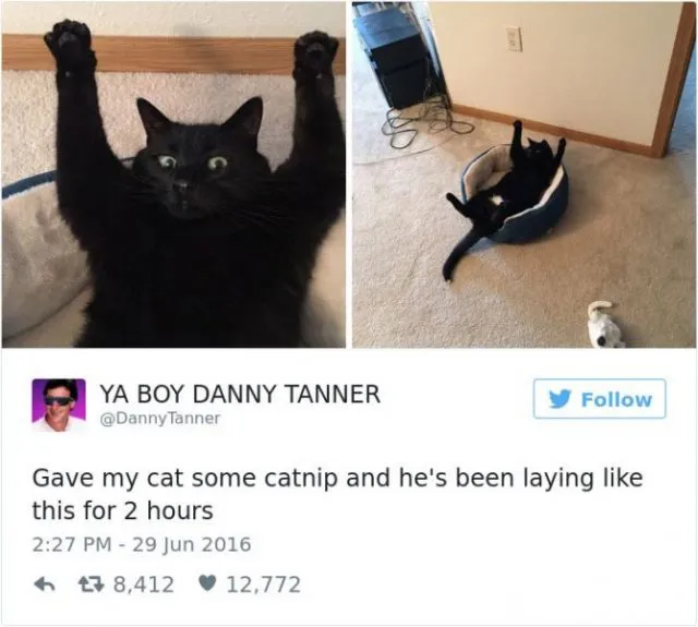 funniest-cat-tweets-2016-14