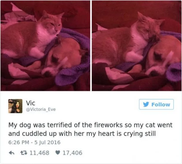 funniest-cat-tweets-2016-16