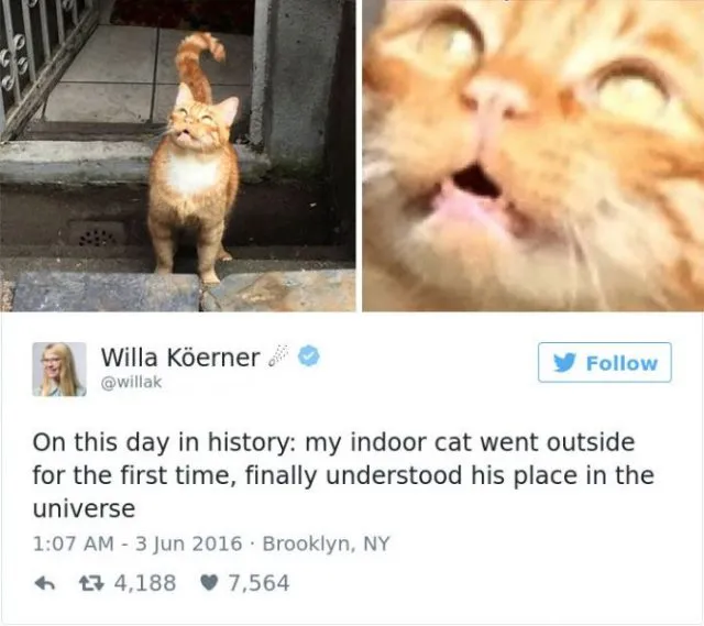 funniest-cat-tweets-2016-22
