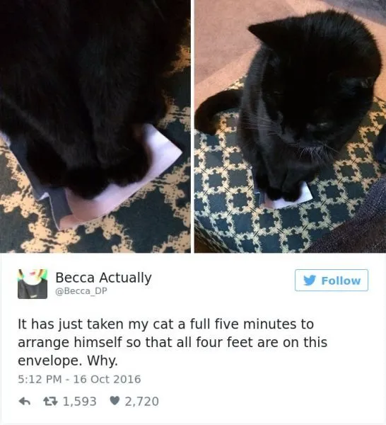 funniest-cat-tweets-2016-6