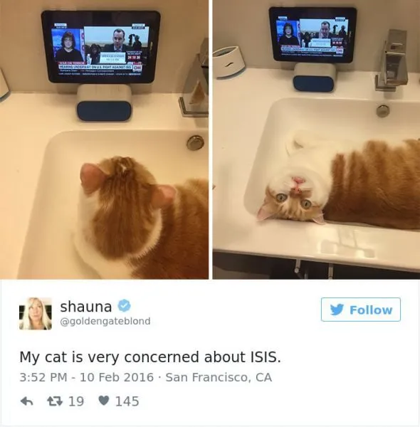 funniest-cat-tweets-2016-8