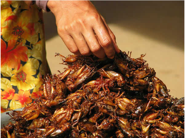 jingleed grasshoppers thailand