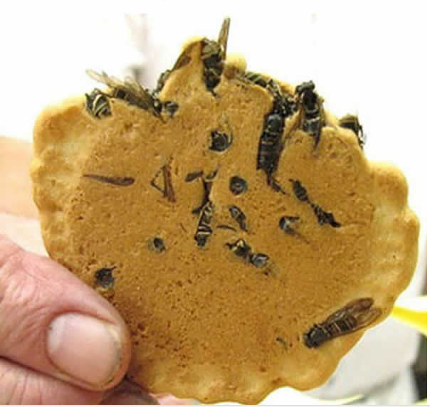 wasp crackers japan