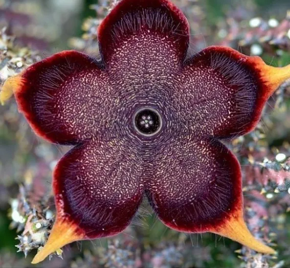 Τα πιο περίεργα λουλούδια στον κόσμο είναι απλά πανέμορφα!