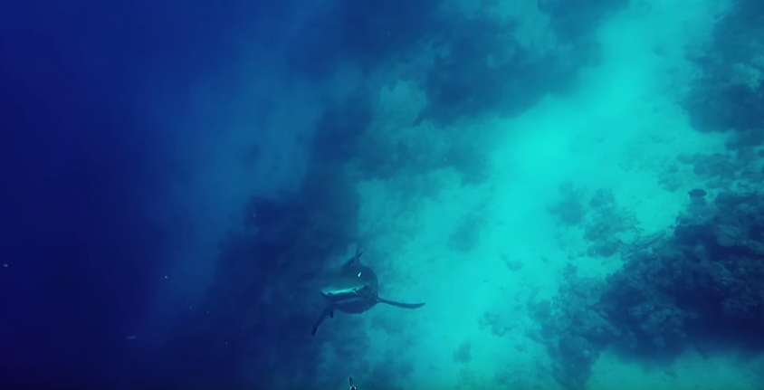 VIRAL: Δύτης αποκρούει επίθεση καρχαρία λίγο πριν τον δαγκώσει! (βίντεο)