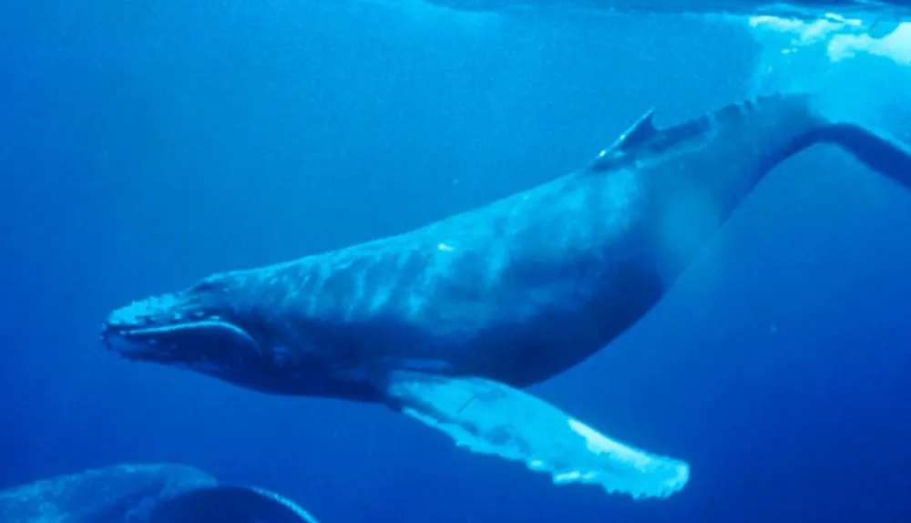 Μπλε Φάλαινα: Εμφανίστηκε το πρώτο κρούσμα του δολοφονικού παιχνιδιού στην Ελλάδα!