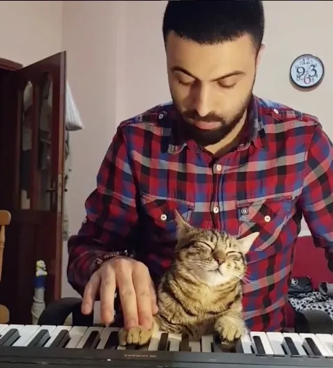 VIRAL: Αυτή η γάτα παίζει σίγουρα καλύτερα πιάνο απ' ότι εσύ!