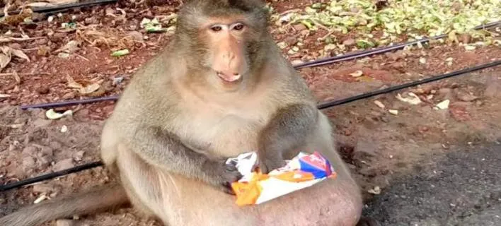 VIRAL: Ο πίθηκος που χρειάστηκε να σταλεί σε Fat Camp - Έβαζε τους άλλους να του φέρνουν φαγητό!