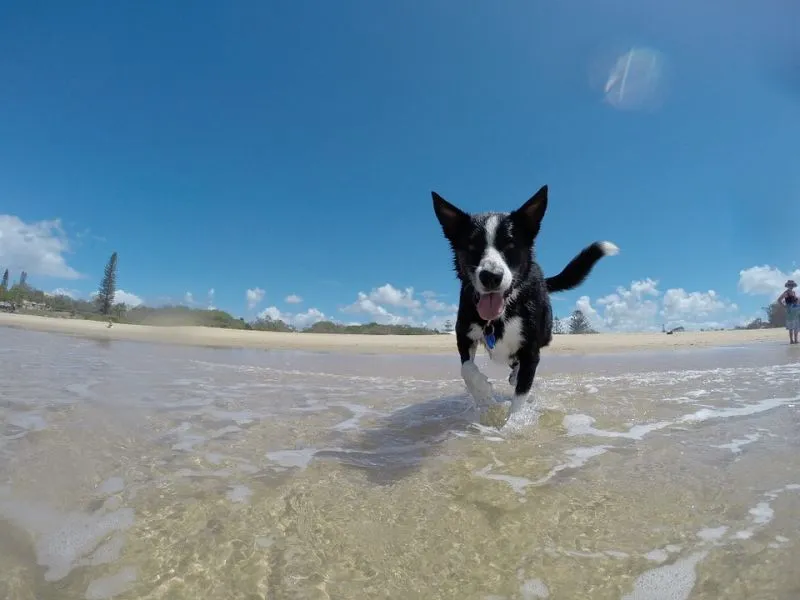Είσαι ιδιοκτήτης σκύλου; 4 πράγματα που πρέπει να προσέχεις το καλοκαίρι!