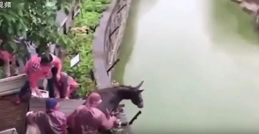 Σκηνές φρίκης σε ζωολογικό κήπο της Κίνας - Έριξαν ζωντανό γαϊδουράκι στις τίγρεις!