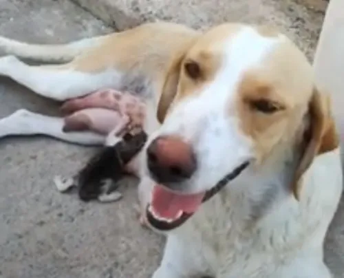 Αυτή η σκυλίτσα στη Λαμία θηλάζει ένα αδέσποτο γατάκι (video)