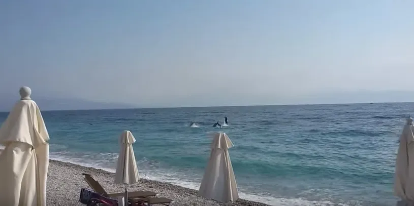 Δελφίνια παίζουν στα ρηχά σε παραλία της Ακράτας! Δείτε το απίστευτο βίντεο!