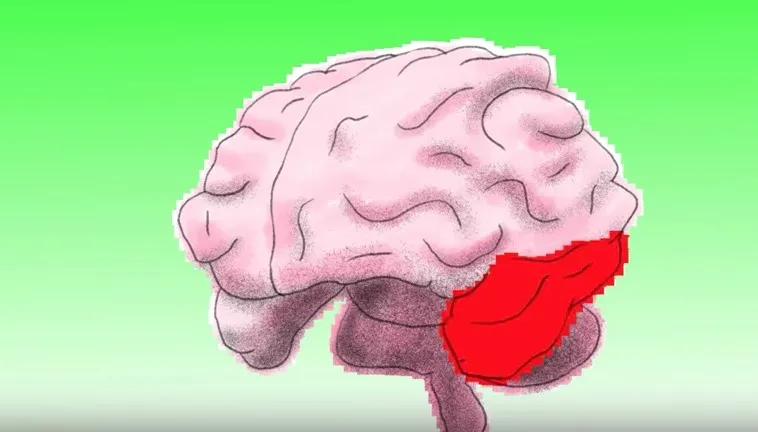 Μύθοι και αλήθειες για το αριστερό & δεξί μέρος του εγκεφάλου (video)