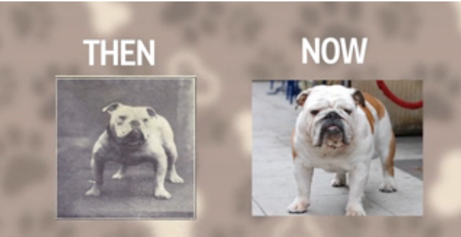 Πώς επηρέασε ο χρόνος τις ράτσες των σκύλων;