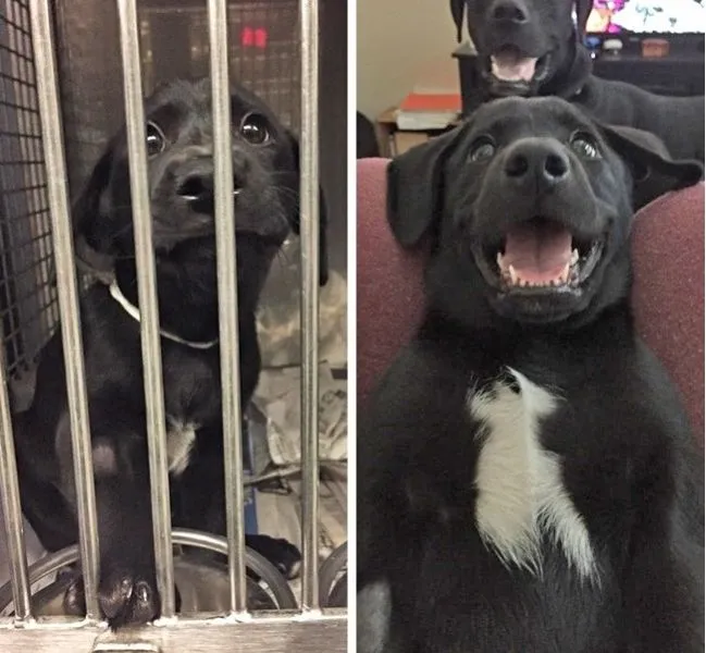 10 σκυλάκια πριν και αφού υιοθετήθηκαν που θα σου ραγίσουν την καρδιά!
