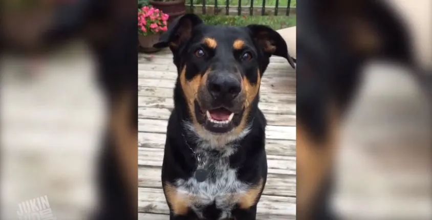 Αυτός ο σκύλος ξέρει να ψιθυρίζει και είναι ό,τι πιο αστείο θα δεις σήμερα! (video)