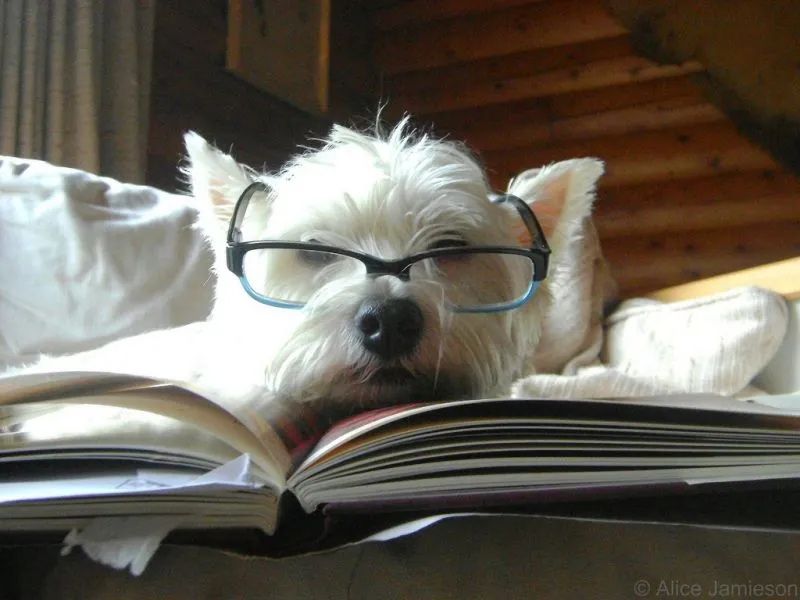 Το τεστ με τις 4 δοκιμασίες για να μάθεις πόσο έξυπνος είναι ο σκύλος σου!