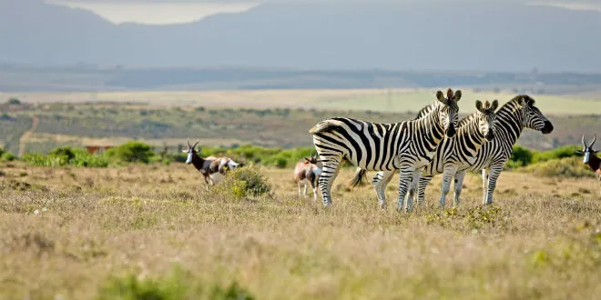 7 λόγοι για τους οποίους το επόμενο ταξίδι σου πρέπει να είναι στη Νότια Αφρική!