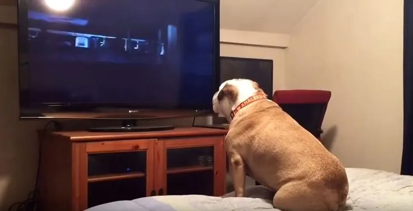 Αυτός ο σκύλος παρακολουθούσε μία ταινία θρίλερ και δε φαντάζεσαι τι έκανε! (video)