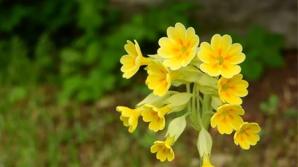 «Λουλούδι του Δαρβίνου»: Τι είναι το «μαγικό» φυτό για το οποίο ακούμε τις τελευταίες ώρες;