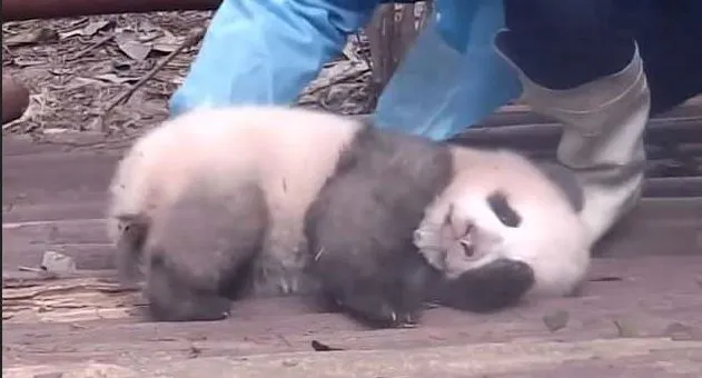 Δεν ήθελες με τίποτα να σηκωθείς σήμερα από το κρεβάτι; Τότε ΣΙΓΟΥΡΑ θα ταυτιστείς με αυτό το panda! (video)