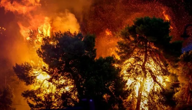 Πυρκαγιά: Αυτά είναι τα σημεία περίθαλψης ζώων από τις φωτιές!