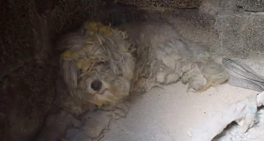 Βρήκε οικογένεια το σκυλάκι που κρύφτηκε μέσα σε φούρνο στο Μάτι! (photos, video)