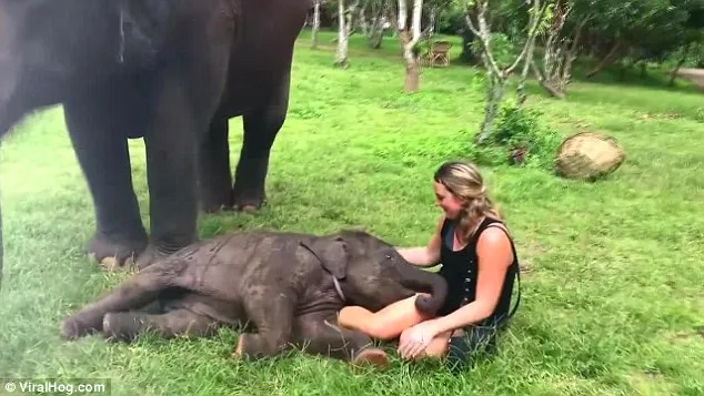 Αυτό το ελεφαντάκι είναι ότι πιο χαριτωμένο θα δεις σήμερα! (video)