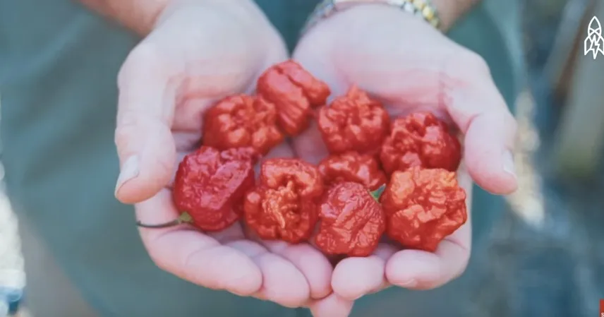 Η πιο καυτερή πιπεριά στον κόσμο είναι αυτή και δε θα θέλαμε να τη δοκιμάσουμε!