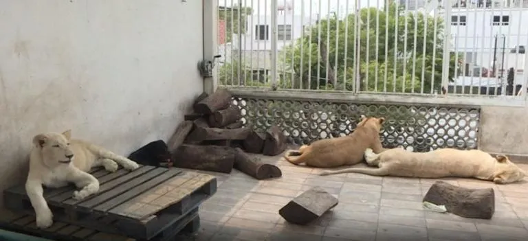 Άνδρας αρνείται να παραδώσει τα λιοντάρια που έχει ως κατοικίδια στην αυλή του!