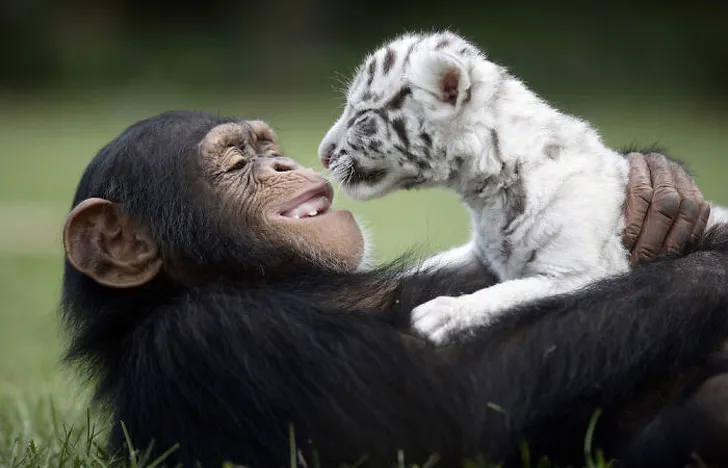 12 αναπάντεχες φιλίες ζώων που είναι απίστευτα όμορφες!