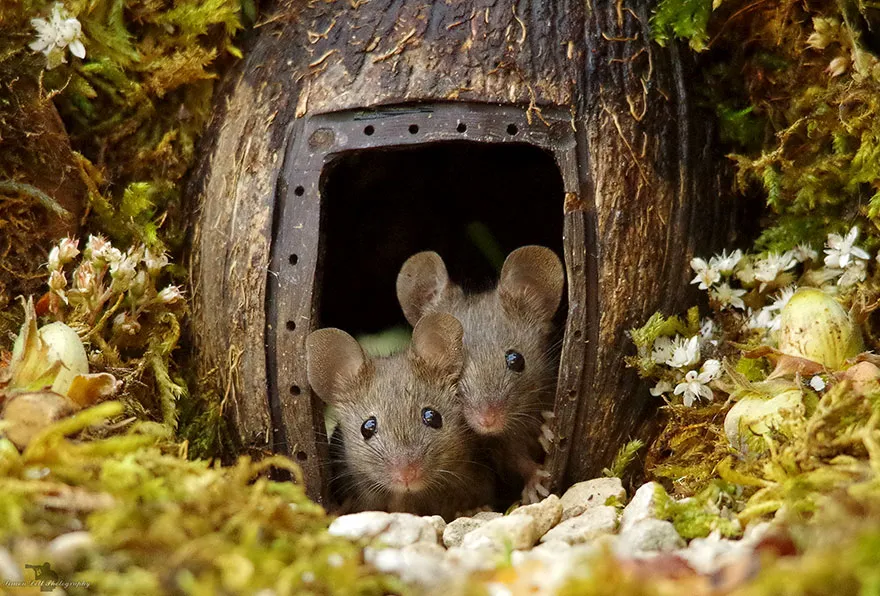 Ένας άνδρας ανακάλυψε μια οικογένεια ποντικιών στον κήπο του και τους έχτισε ένα χωριό!