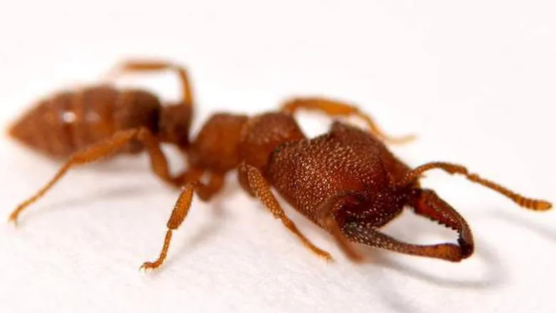 Ένα μυρμήγκι που... κινείται πιο γρήγορα και από γατόπαρδο!