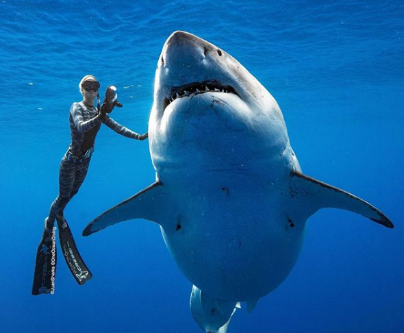 Ένας τεράστιος καρχαρίας κάνει... παρέα σε δύτες στη Χαβάη!