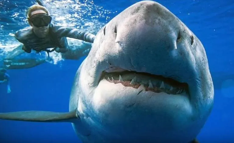 Απίστευτο: Αυτή η γυναίκα κολυμπάει δίπλα σε λευκό καρχαρία 6 μέτρων!